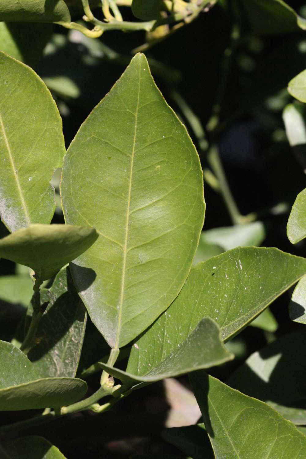              Unifoliolate leaf (Riverside, CA)       